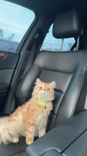 1+ year Male Purebred Persian
