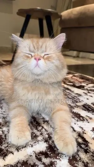 1+ year Male Purebred Persian