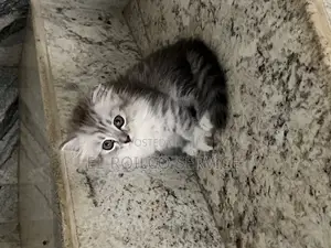 1-3 months Female Purebred Persian