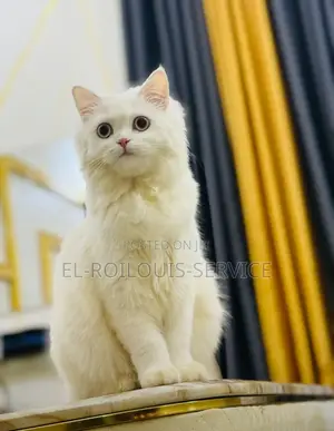 1+ year Female Purebred Persian