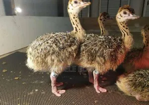 Photo - Ostrich Chicks Available for Sale