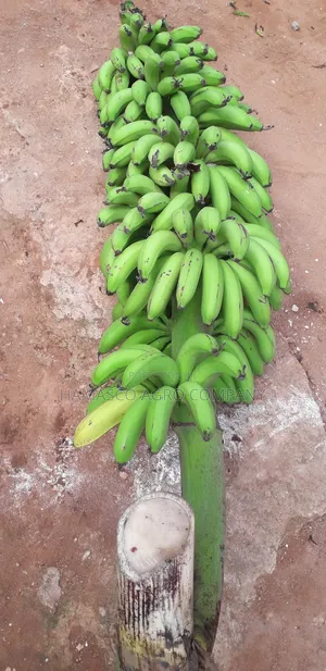 Sweet Bananas And Plantains (Suckers)