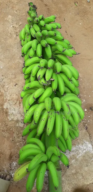 Sweet Bananas And Plantains (Suckers)