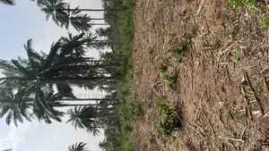 100 Acres of Cocoa Farm for Sale at Osun State Fruity Cocoa