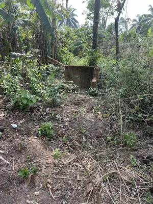 100 Acres of Cocoa Farm for Sale at Osun State Fruity Cocoa
