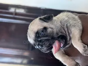 1-3 months Female Purebred Pug