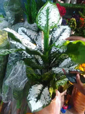 Outstanding Flowers