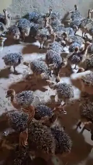 Ostrich Birds a Pair