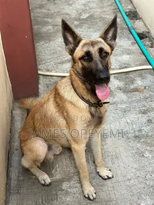 1+ year Male Purebred German Shepherd
