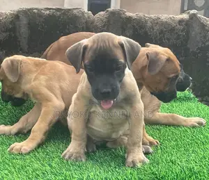 1-3 months Female Purebred Boerboel