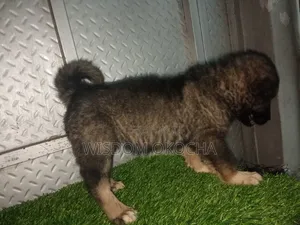 1-3 months Female Purebred Caucasian Shepherd