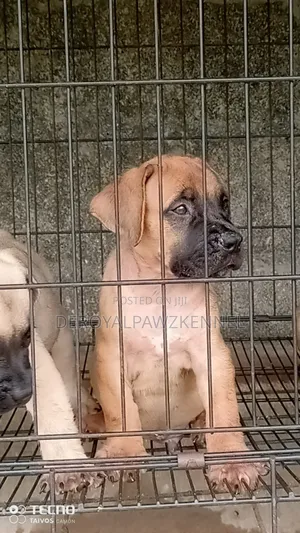 1-3 months Female Purebred Boerboel