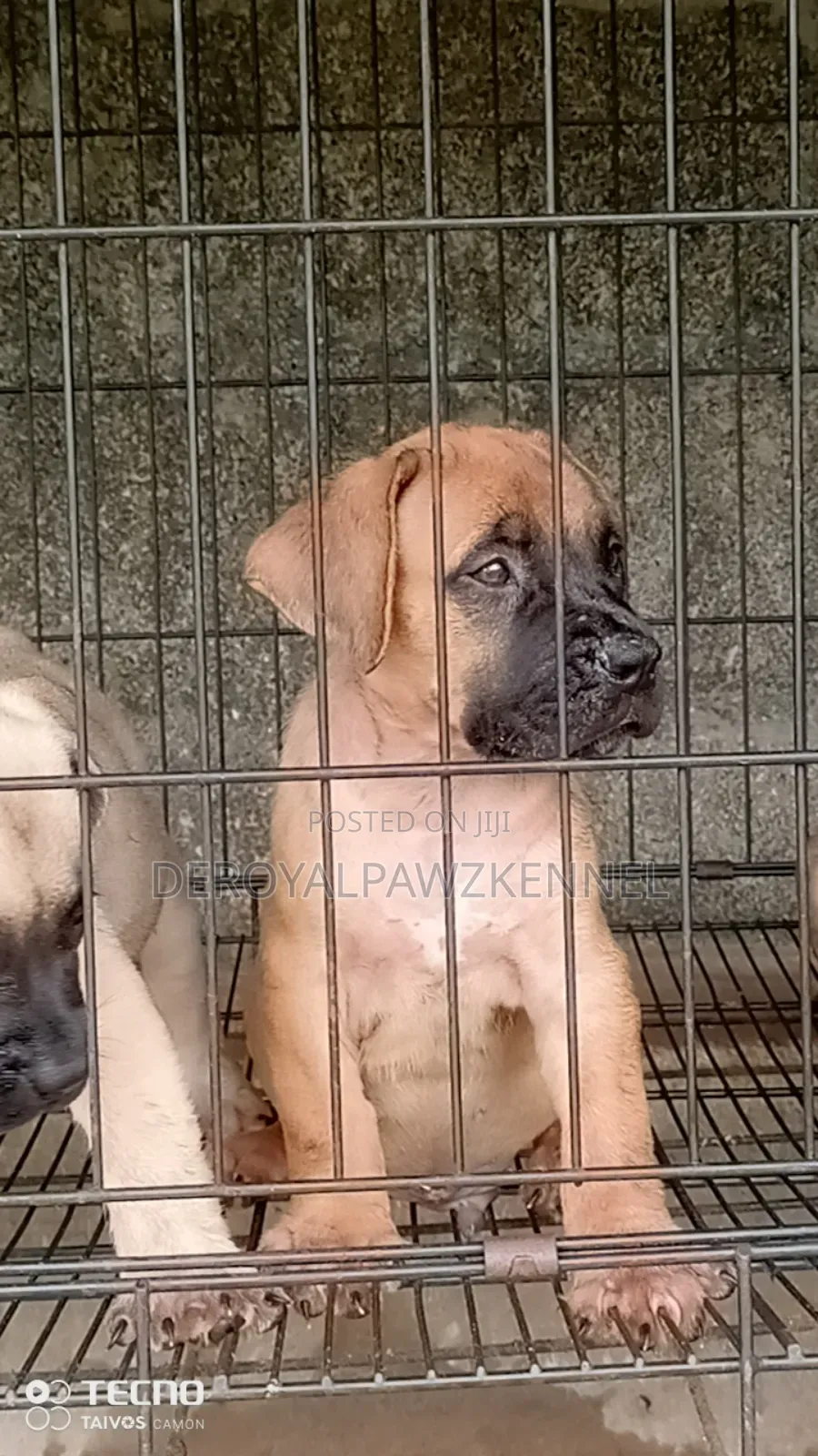 1-3 months Female Purebred Boerboel