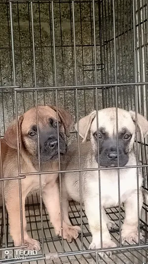 1-3 months Female Purebred Boerboel