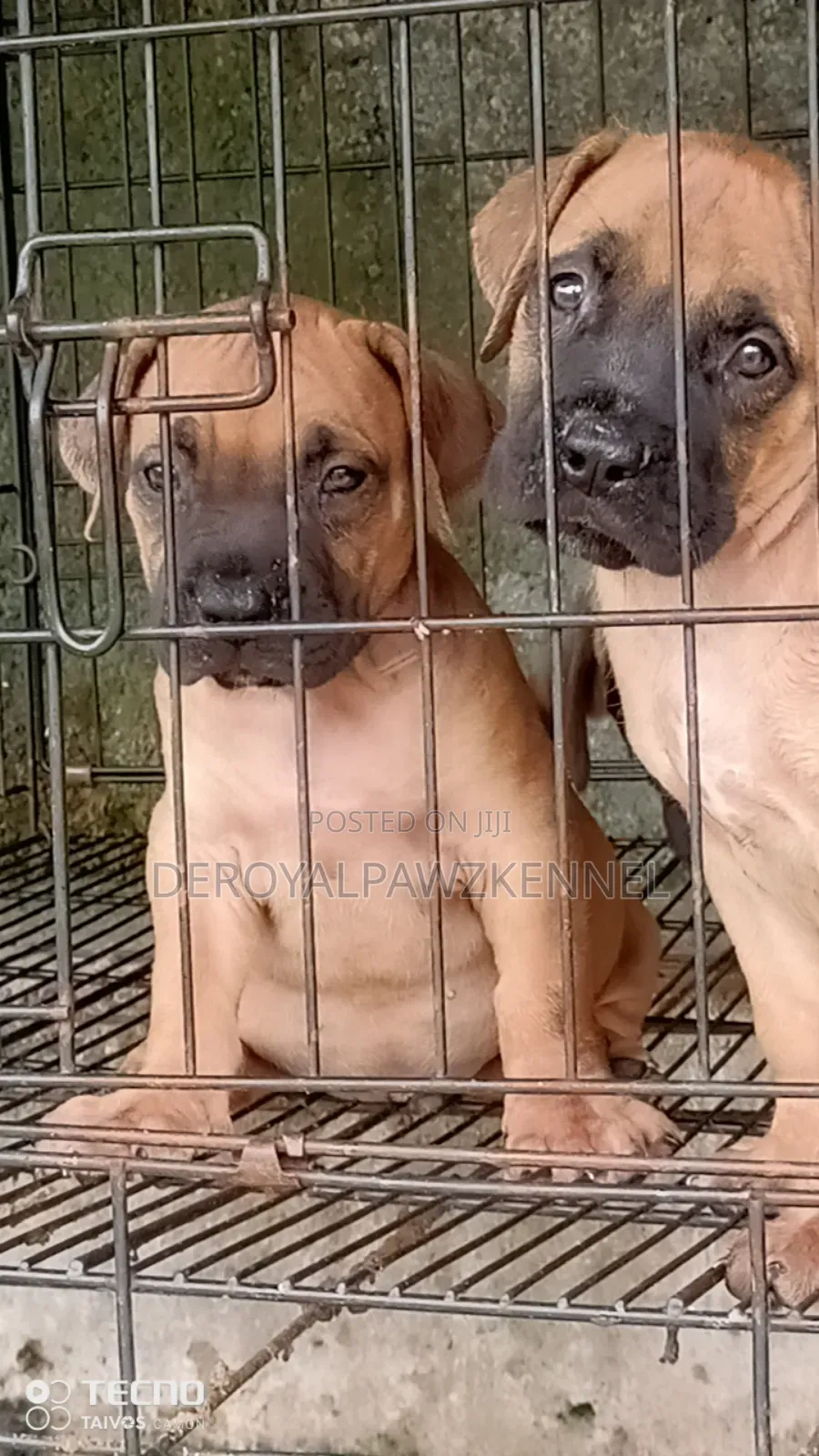 1-3 months Female Purebred Boerboel