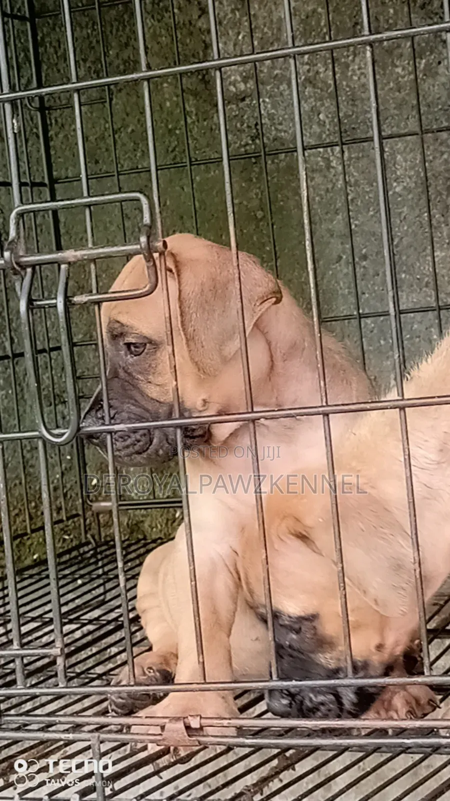 1-3 months Female Purebred Boerboel