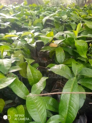 Bitter Kola Seedlings