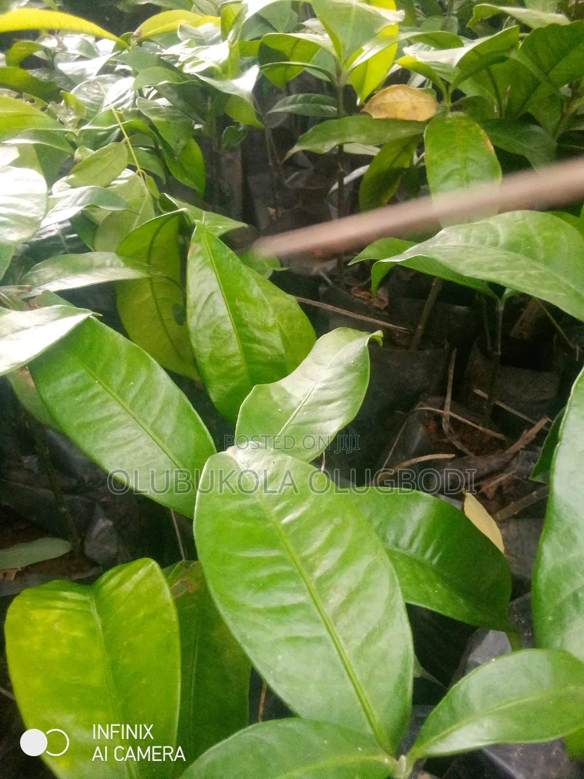 Bitter Kola Seedlings