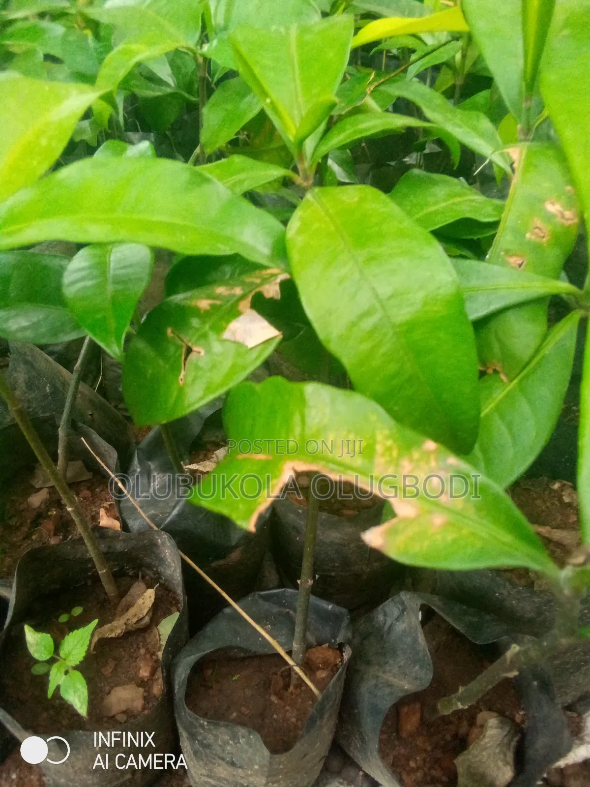 Bitter Kola Seedlings