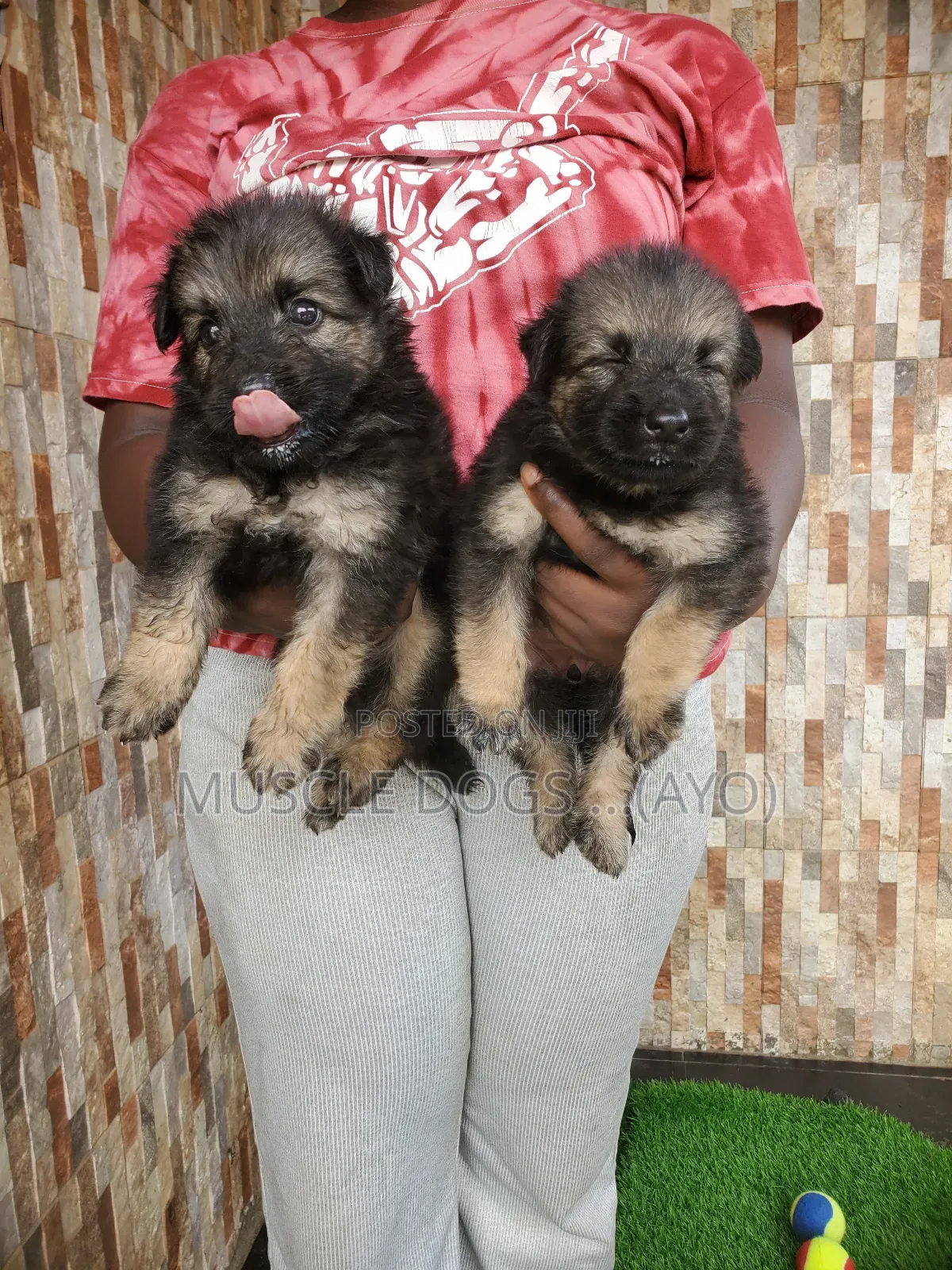 1-3 months Female Purebred German Shepherd