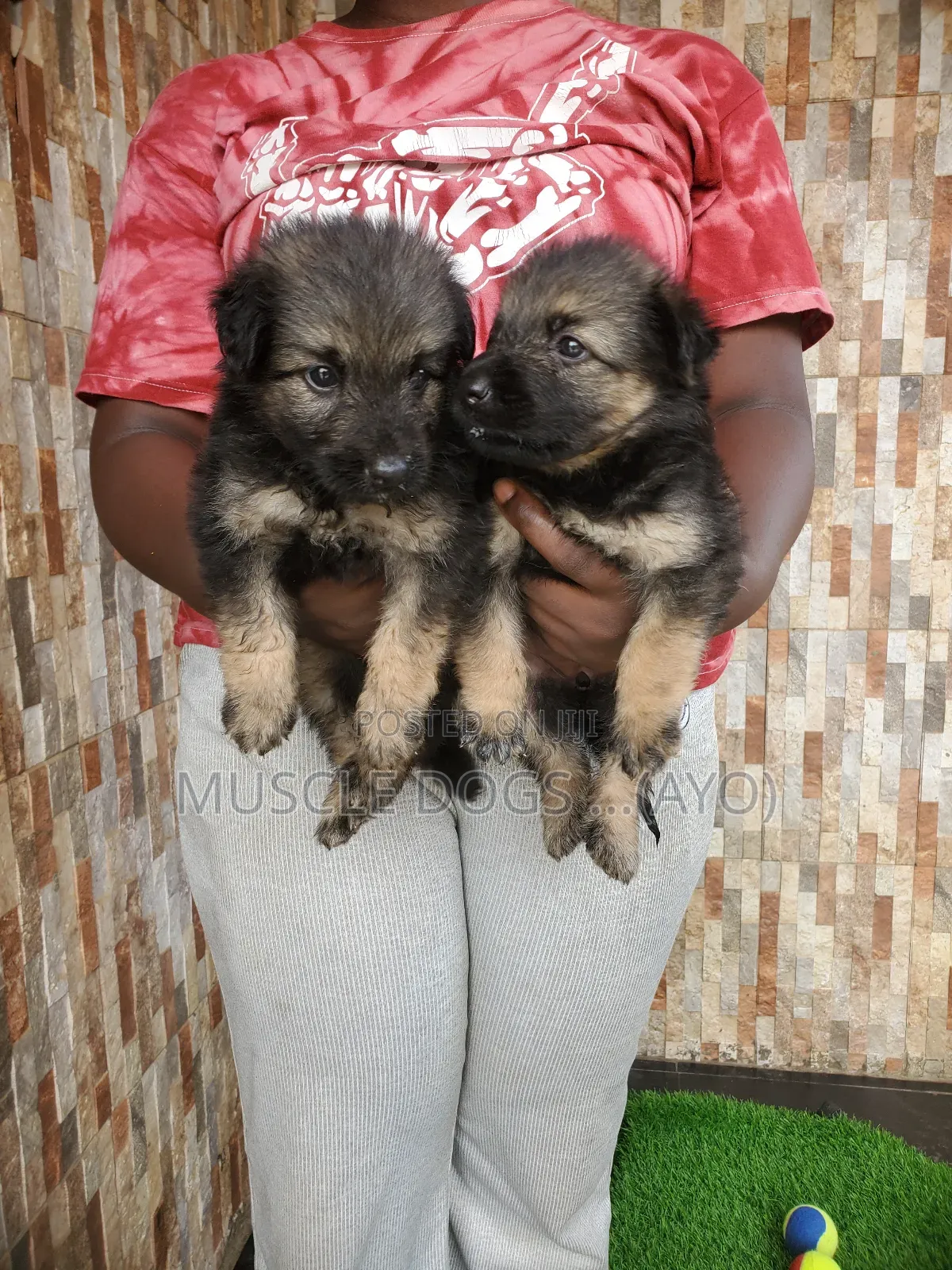1-3 months Female Purebred German Shepherd