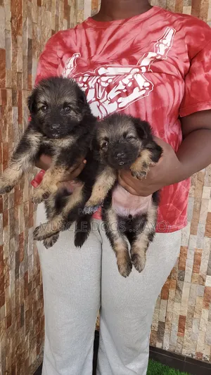 1-3 months Female Purebred German Shepherd