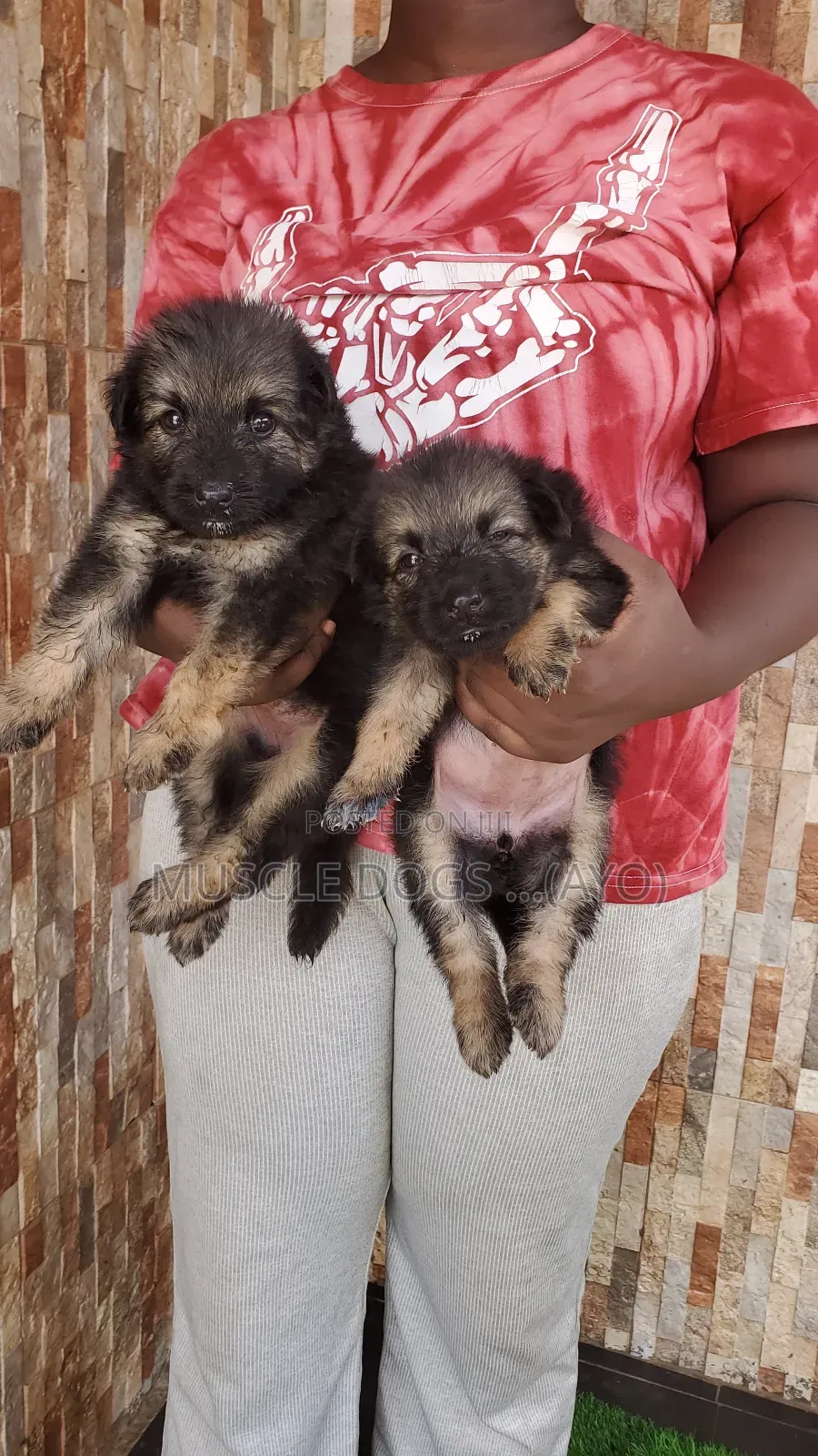 1-3 months Female Purebred German Shepherd