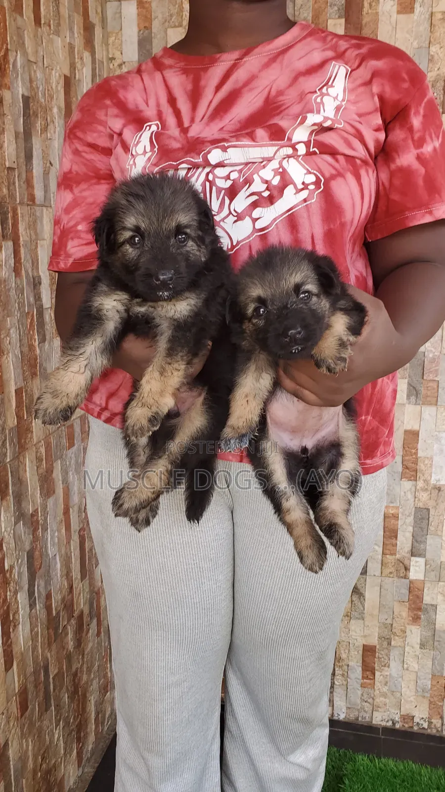 1-3 months Female Purebred German Shepherd