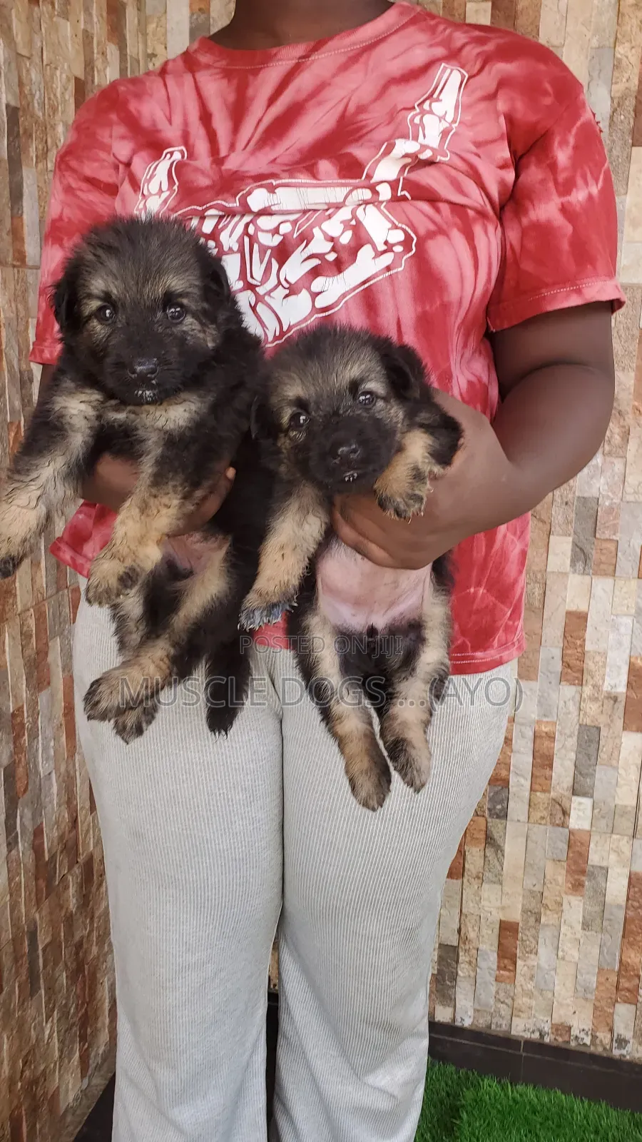 1-3 months Female Purebred German Shepherd