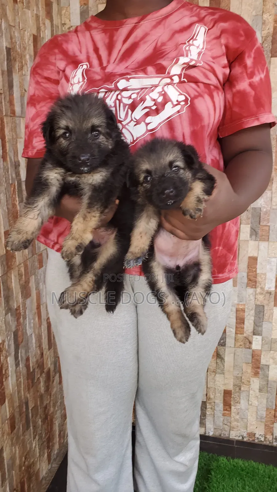 1-3 months Female Purebred German Shepherd