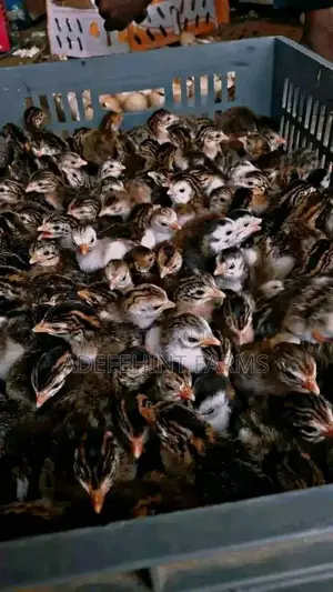 Vaccinated Guinea Fowl