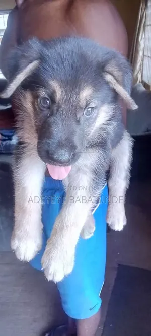 1-3 months Male Purebred German Shepherd