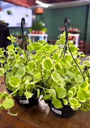 Golden Pothos