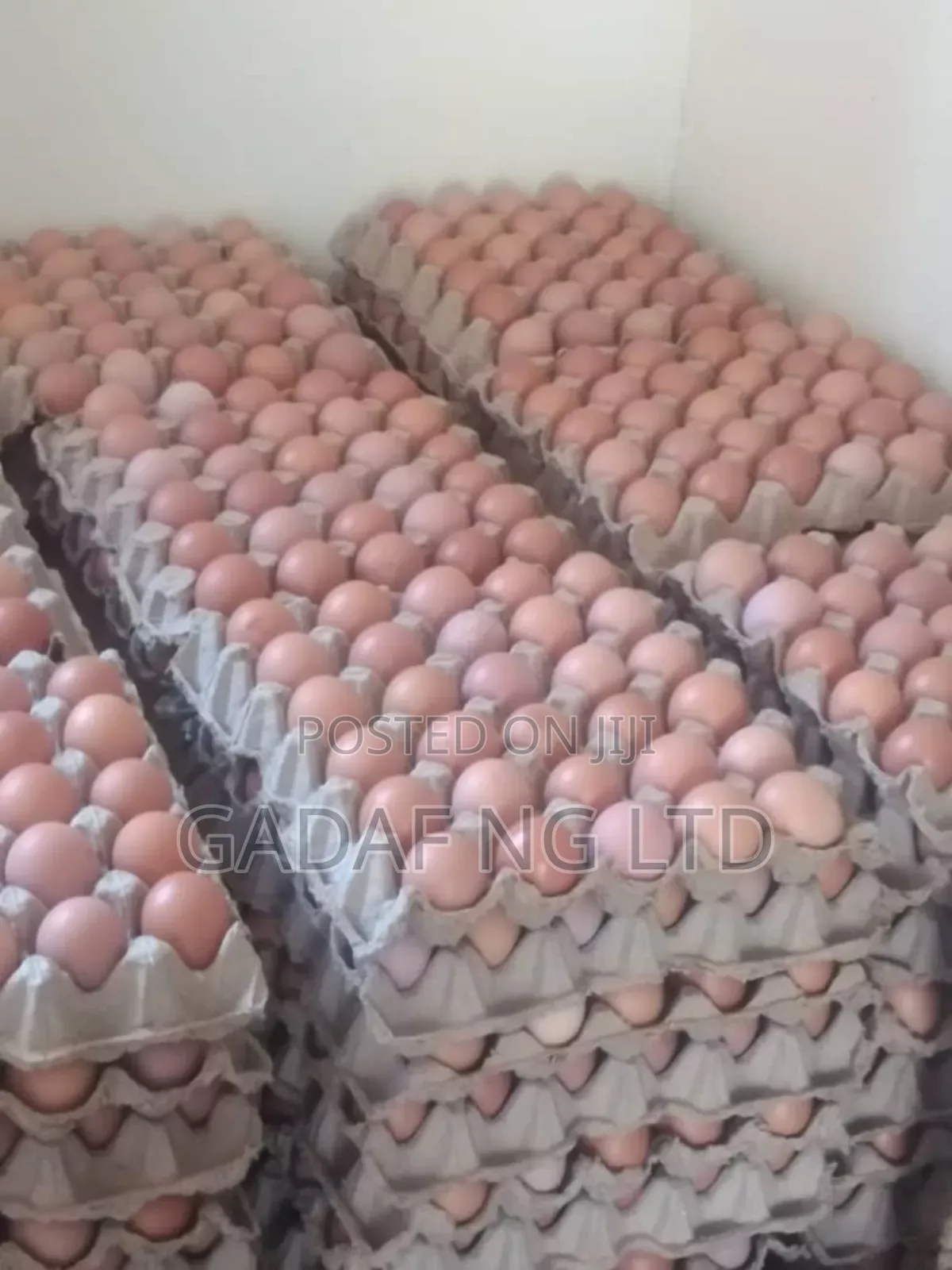 Eggs for Sell, in Large Quantity