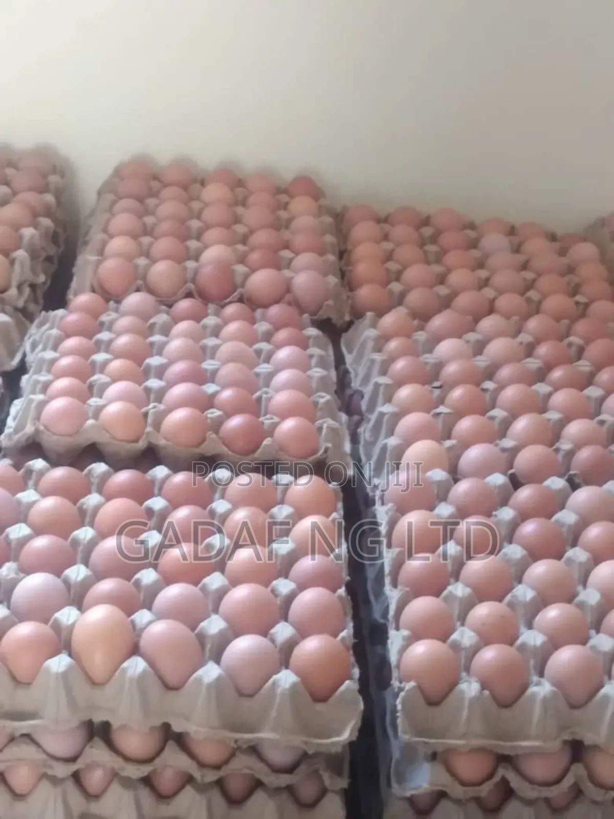Eggs for Sell, in Large Quantity
