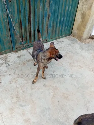 6-12 months Male Purebred German Shepherd