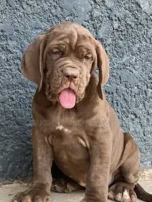 1-3 months Male Purebred Neapolitan Mastiff