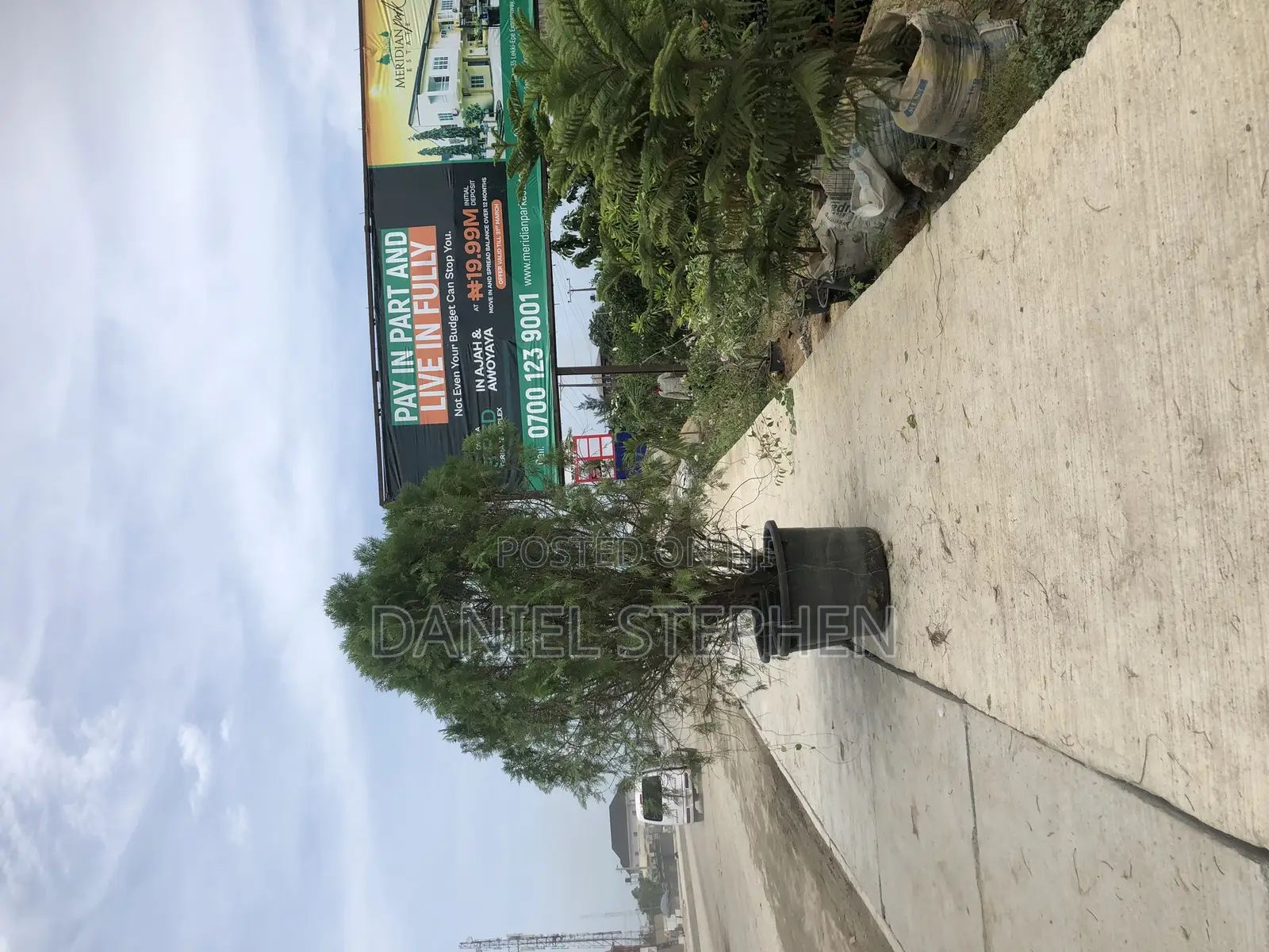 8feet Thuja for Sell