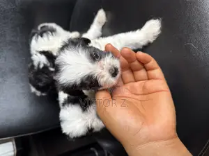 1-3 months Female Purebred Lhasa Apso