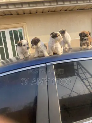 1-3 months Female Purebred Lhasa Apso