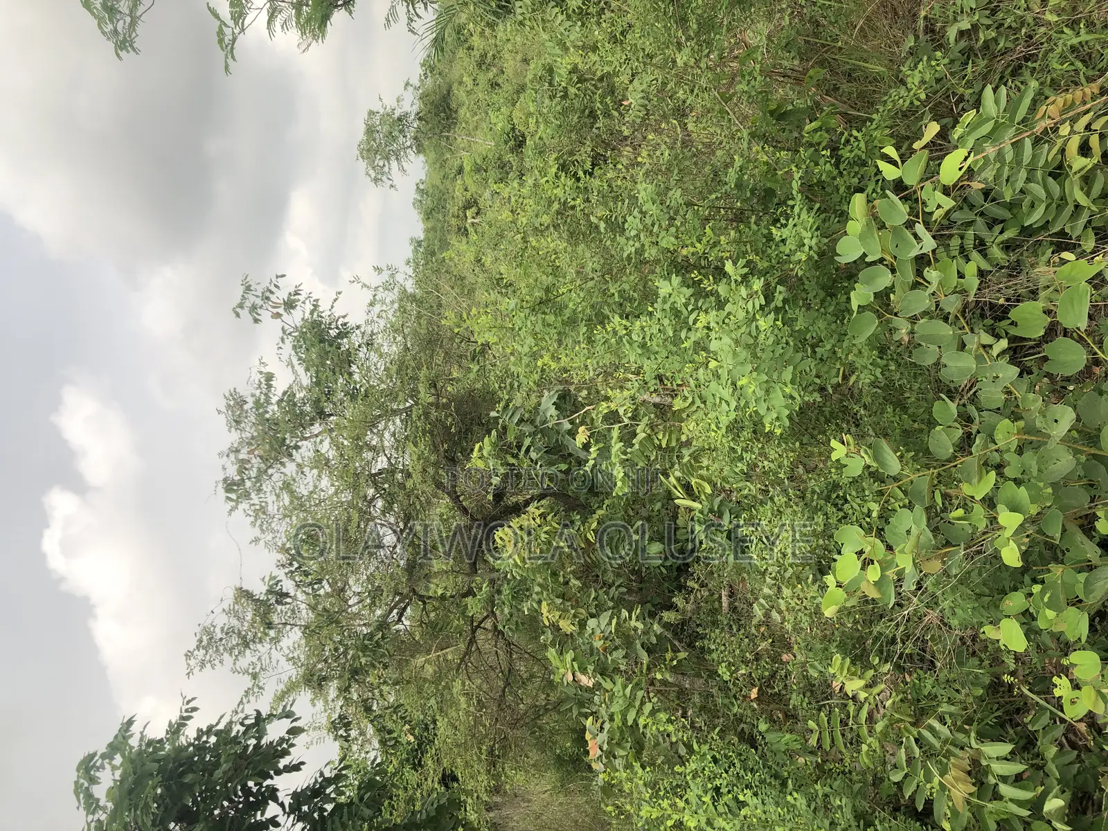 Alabata Village Agric Farmland in Ogun State, Nigeria