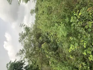 Alabata Village Agric Farmland in Ogun State, Nigeria