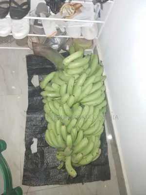 Banana Fruits Suckers Rhizomes Etc
