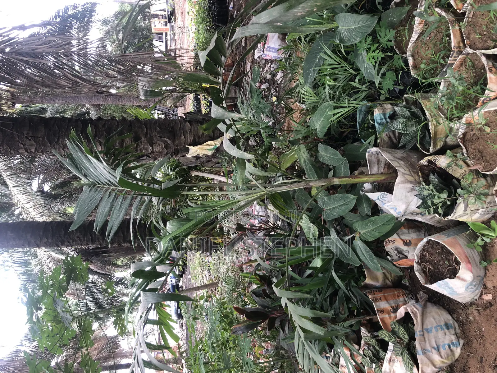 5feet Queens Palm for Sell