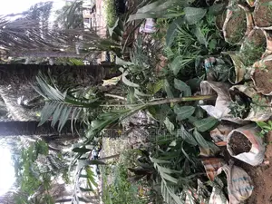 5feet Queens Palm for Sell