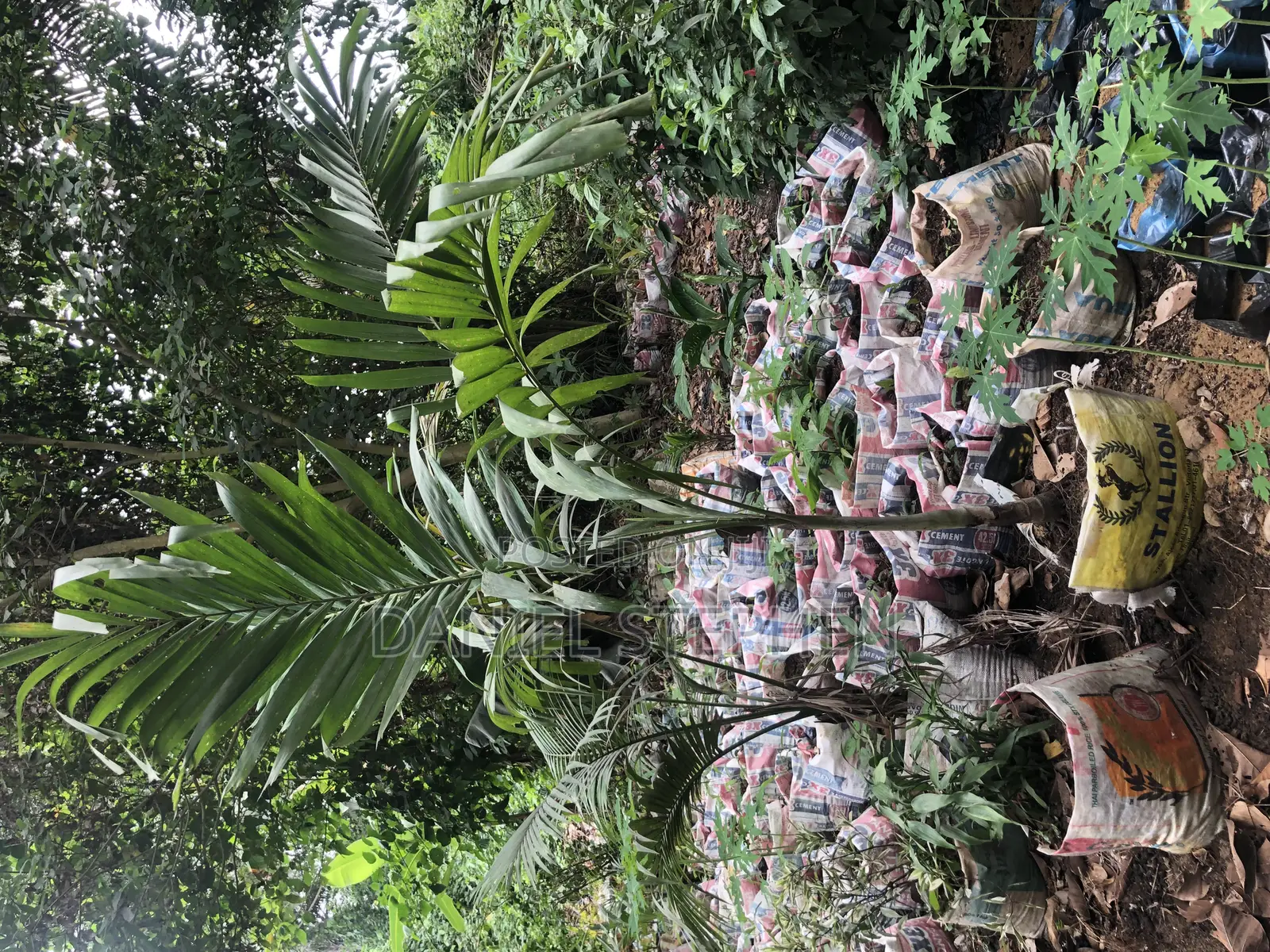 5feet Queens Palm for Sell