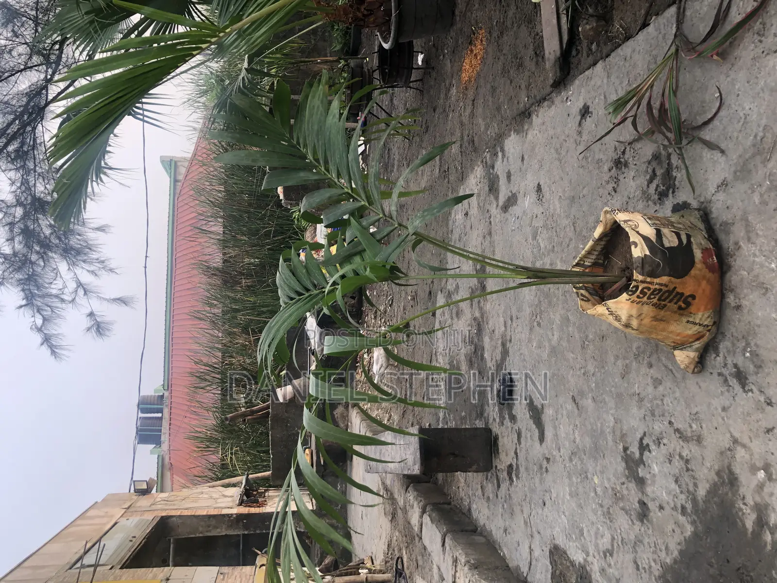 5feet Queens Palm for Sell