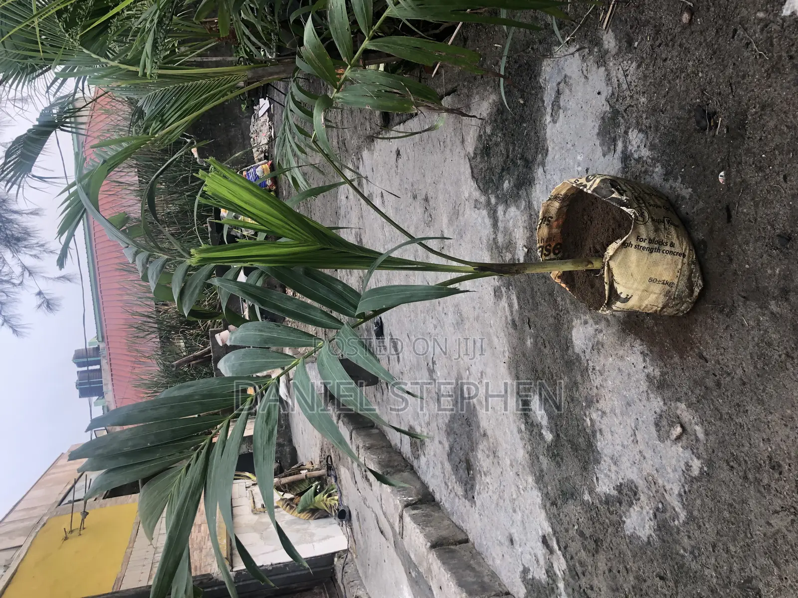 5feet Queens Palm for Sell