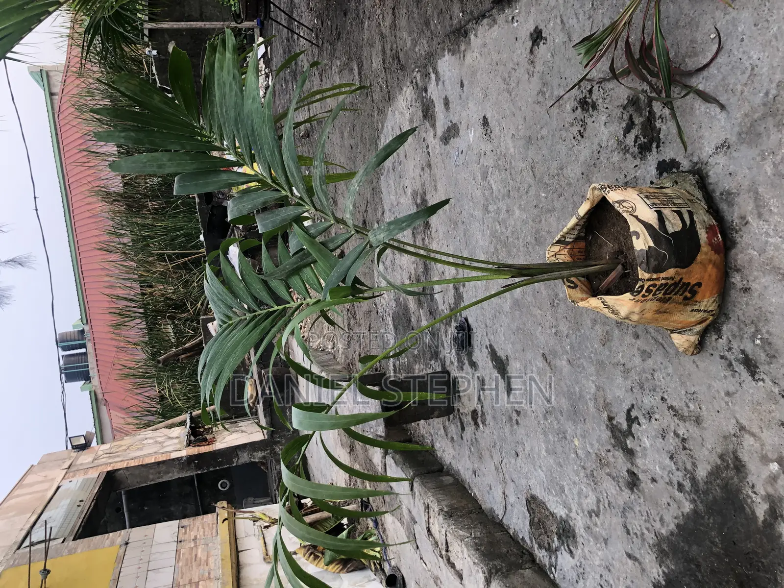 5feet Queens Palm for Sell