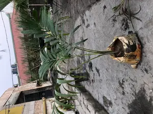 5feet Queens Palm for Sell